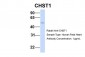 CHST1 antibody - middle region
